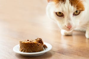 nourriture humide pour chat