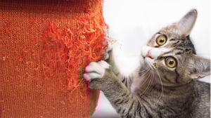 au secours mon chat gratte le canapé