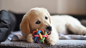 Les besoins de votre chiot