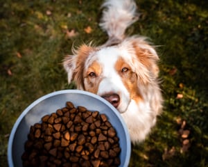 graanvrij hondenvoer