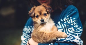 Acceullir un chiot