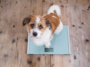 Hond_hondje op weegschaal gewicht obesitas_banner