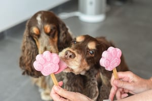 IJsjes voor honden