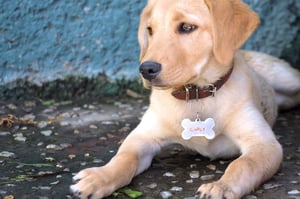 Un nom pour mon chiot