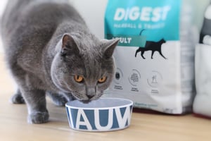 les articles de blog les plus lus sur les chats
