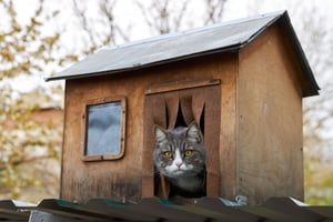 Comment construire une maison de chat pour les chats errants en hiver