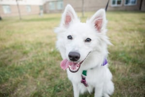 Articles les plus consultés sur les chiens