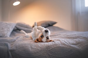 Help, mijn hond laat scheetjes
