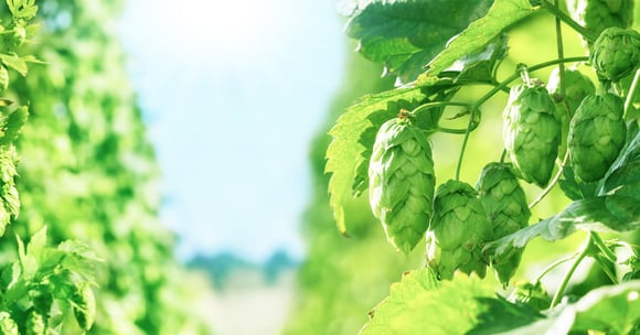 598 Mio Euro Biersteuer...