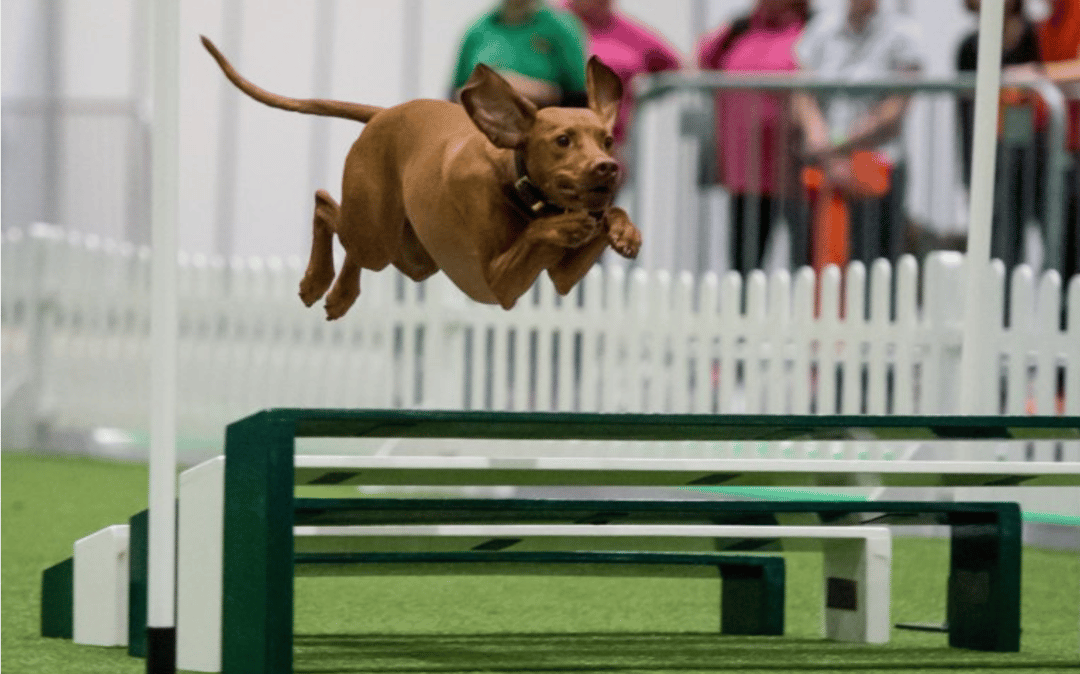 Customer Success Story The Kennel Club (UK)