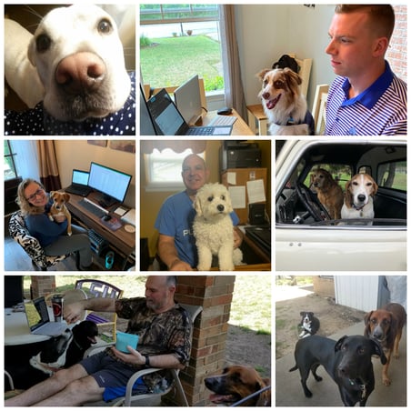 Our pets loved Radians Work-at-Home program during COVID-19