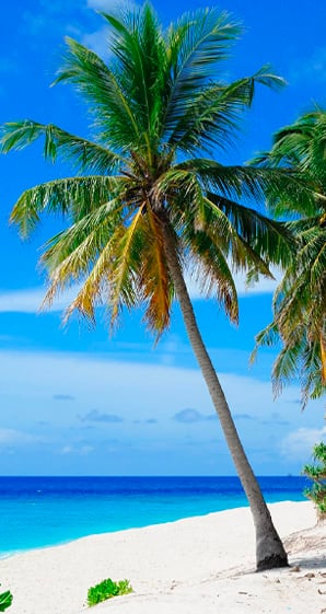 coconut tree near body of water