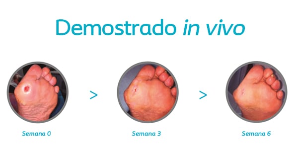 estudio in vivo