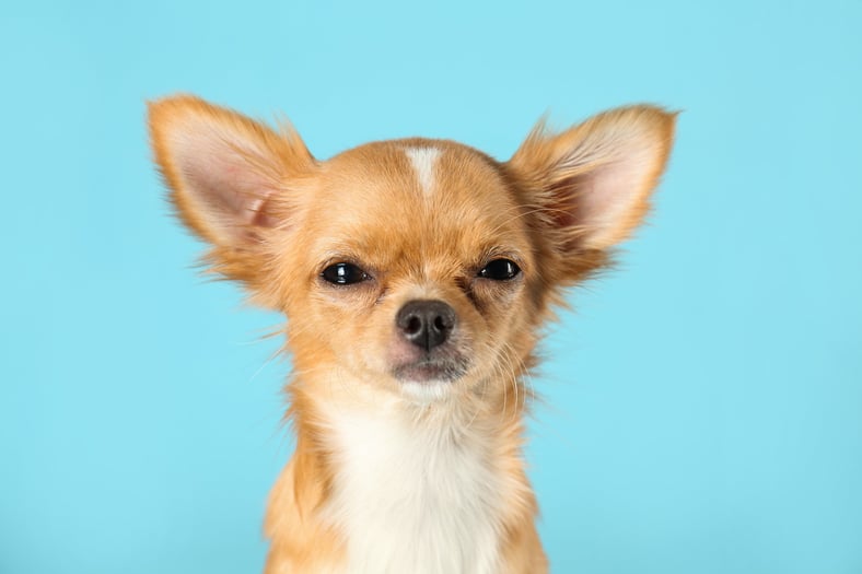 What to Do If A Tenant Sneaks a Pet Onto Your Property: Tips From Sarasota Property Management