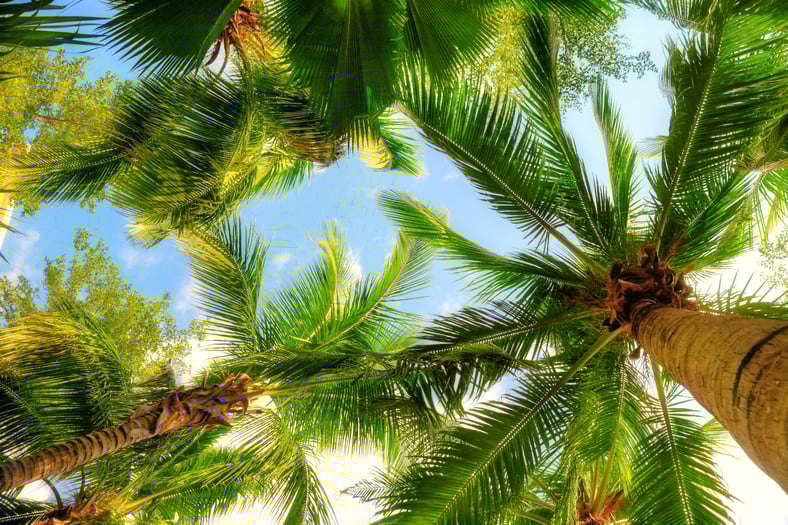 Pro Palm Island Vacation Rental Property Management = Pro Maintenance