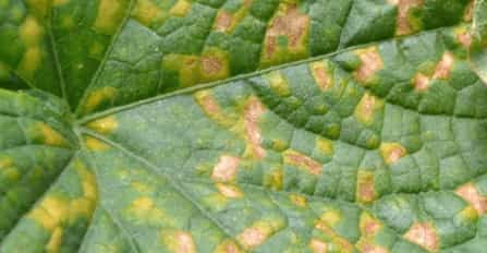 Downy Mildew-1-2 Downy Mildew-1-2