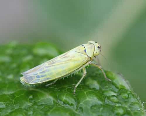 Leafhopper