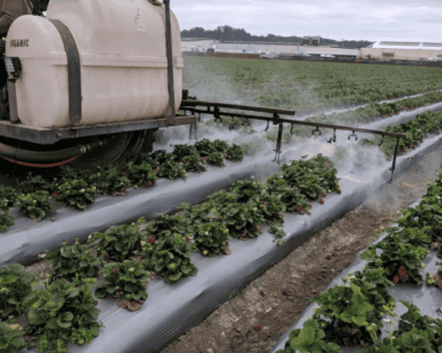 Strawberry Field being sprayed