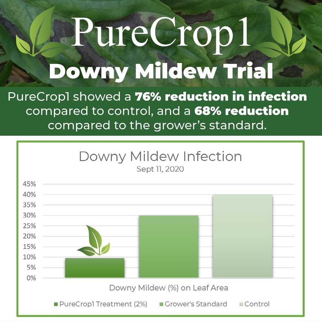 Downy Mildew Downy Mildew