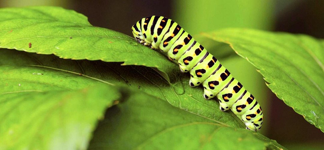 garden plants seeds 🪴Urban Organic Gardener's Monthly Seed Club 🌱… main image 0