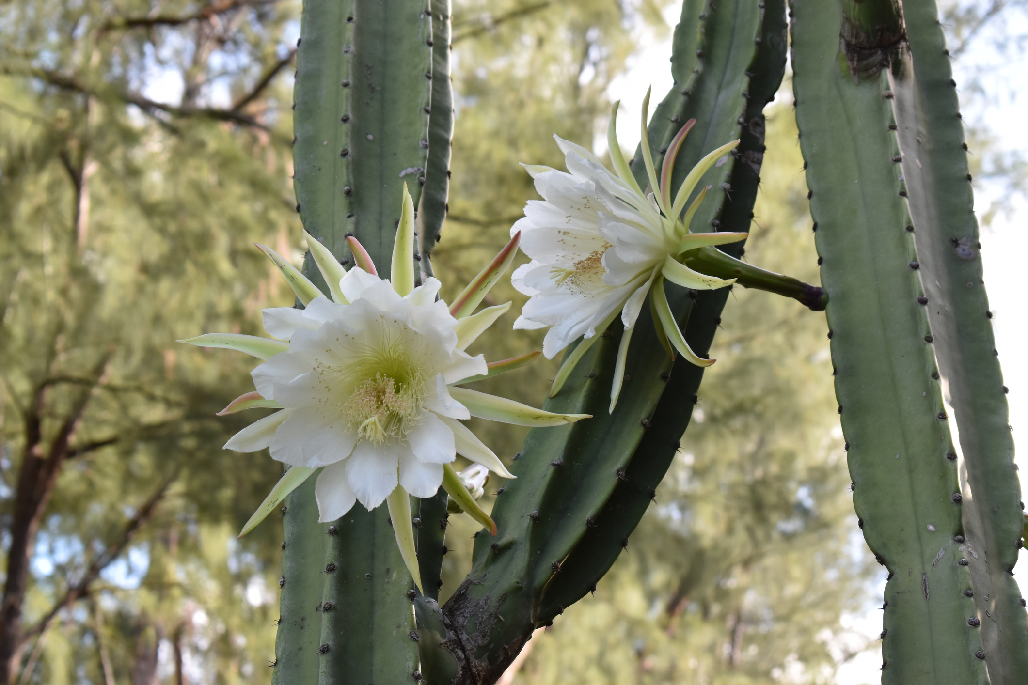 Planting San Pedro Cactus Seeds