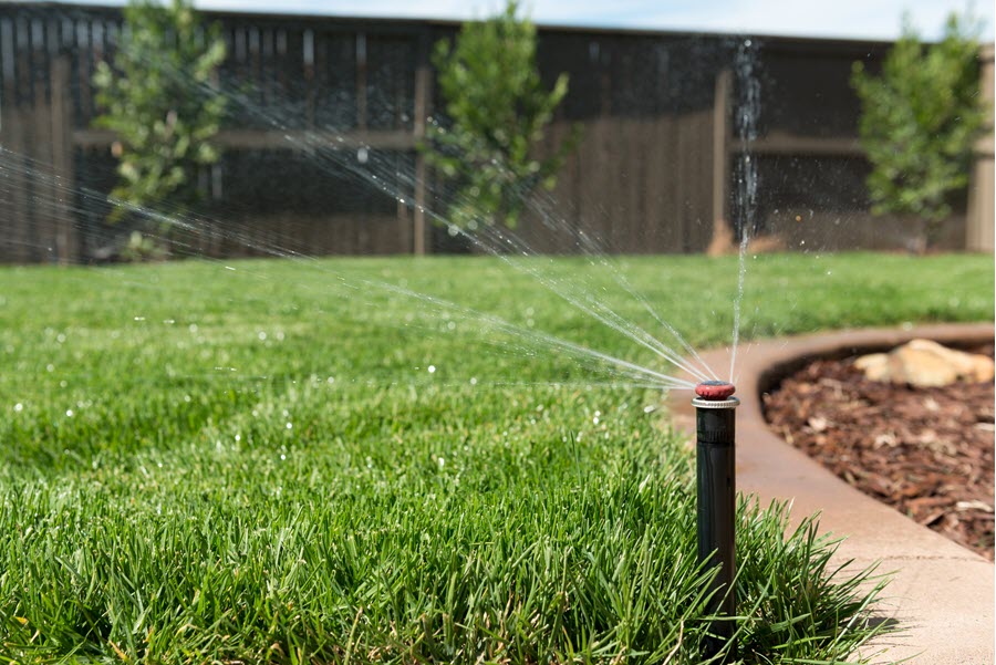 Lawn care in heatwave