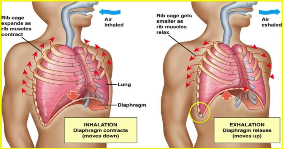 Chest wall motion resultant due to the contraction and relaxation