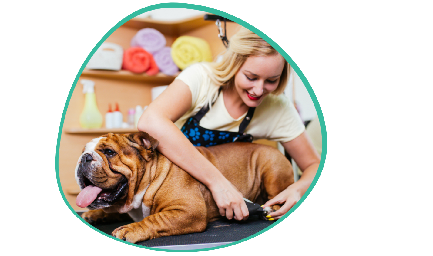 Amazing Dog Grooming Software in the world Learn more here 
