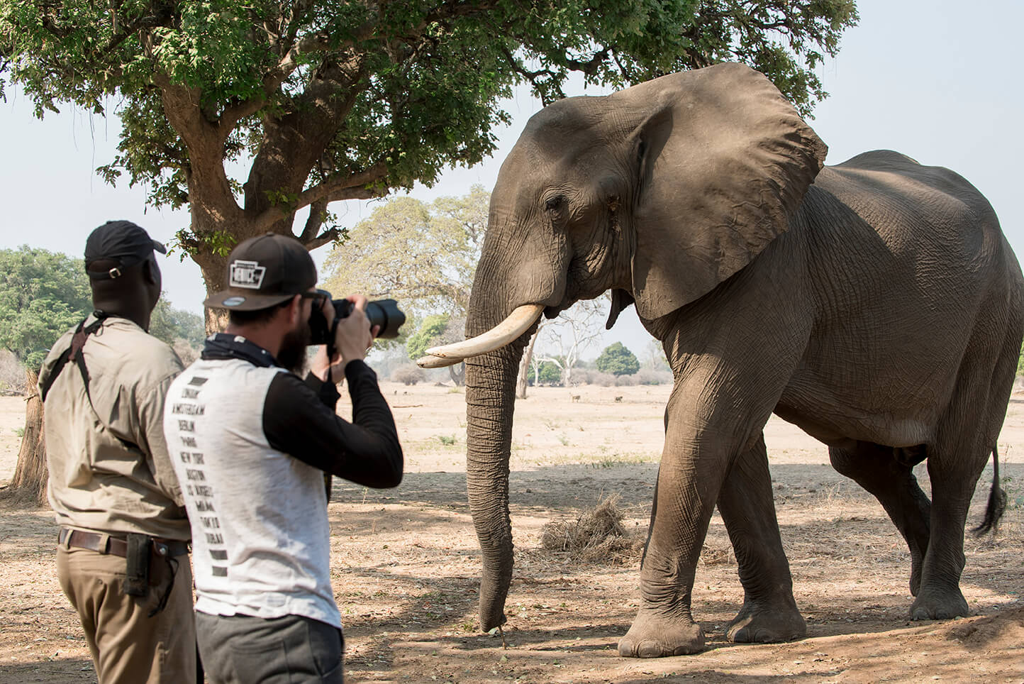 zambezi_expeditions_mana_pools_national_park_zimbabwe_safari_tented_camp_african_bush_camps_walking_safari_elephant_16-1