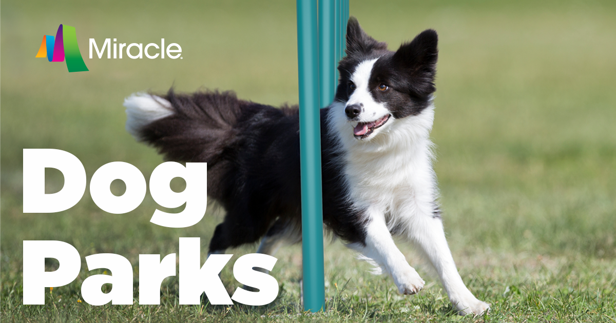 Dog Park Obstacle Training Exercise Course Equipment - American