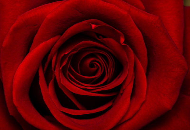 State Flower Series: New York Rose
