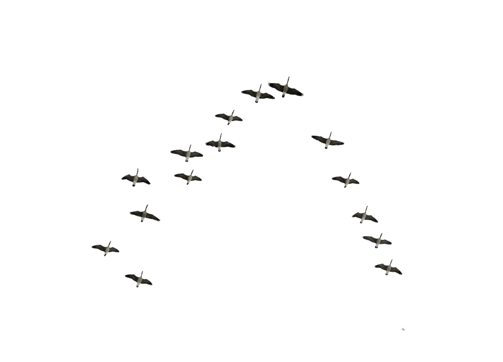 Follow the leaders Flock of Canadian geese flying in an imperfect V formation, isolated on white