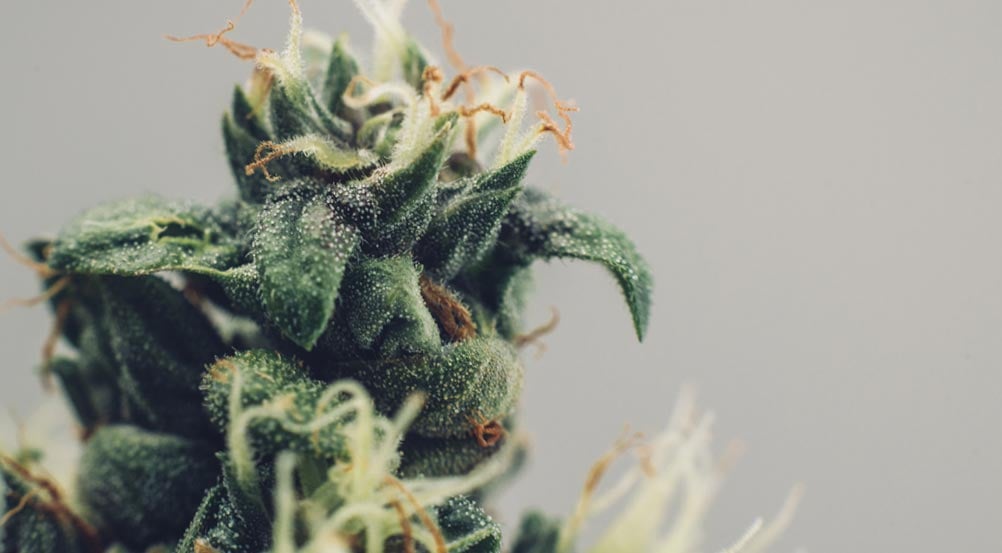 Cannabis-Trichomes-1