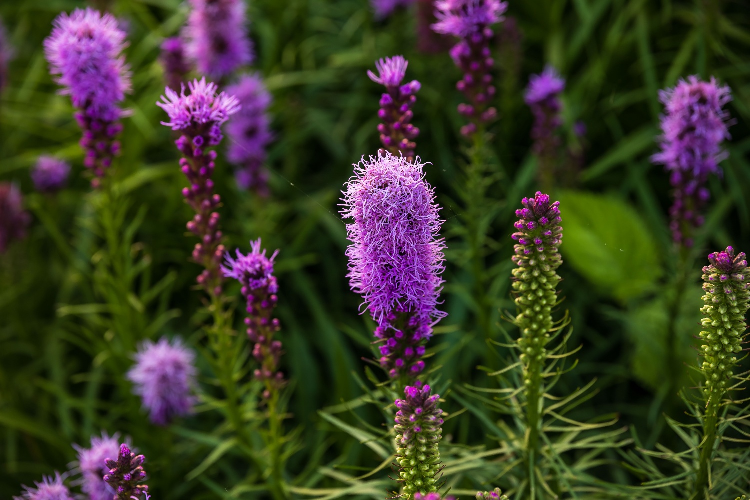 Normal, Illinois Added $60,000 Annually to its Bottom Line