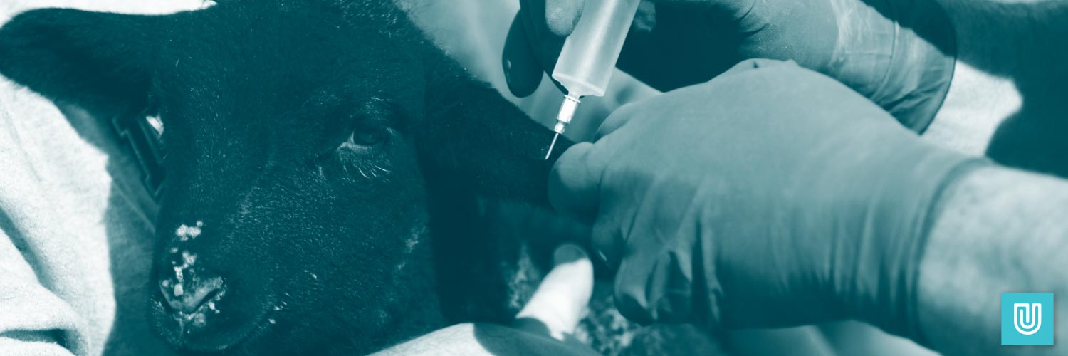 Nitrile gloves being worn by a vet injecting medicine into a calf's ear.