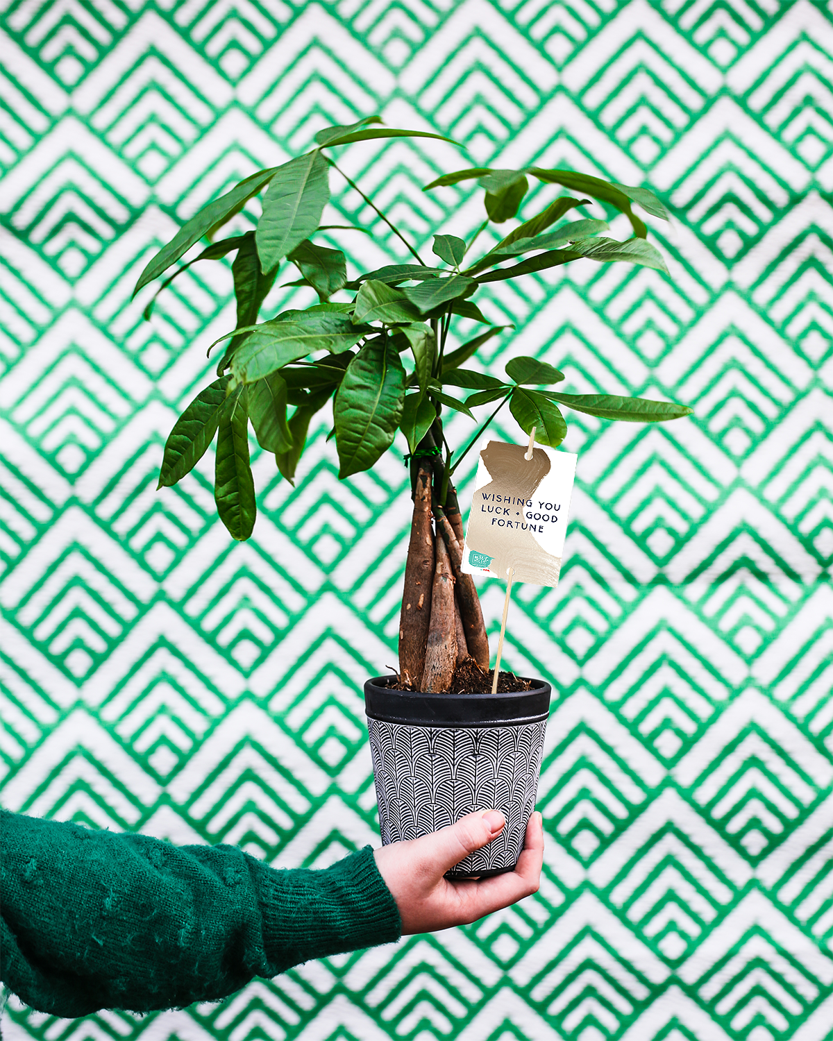 Amazon.com : Live Zamioculcas Zamiifolia, ZZ Plant, Christmas Gift  Houseplant, Birthday Good Luck Tree Gift, Plant Lover Gift, Indoor Potted  Plant, Evergreen Plant Gift in 4
