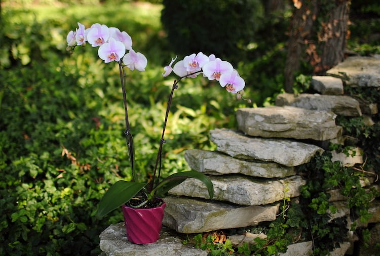 How to Take Care of an Orchid Plant Outdoors: Expert Tips