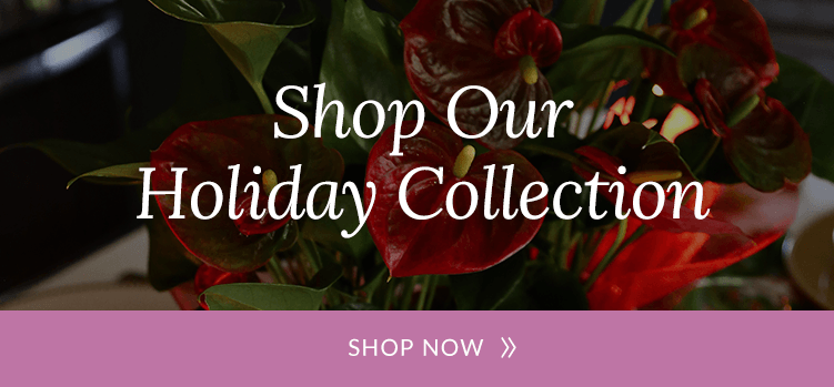 Shop the Just Add Ice Holiday Collection
