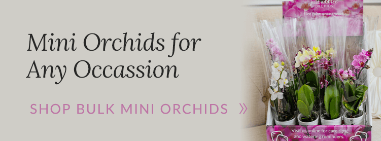 Mini Orchids for Any Occasion - Shop Bulk Mini Orchids Now