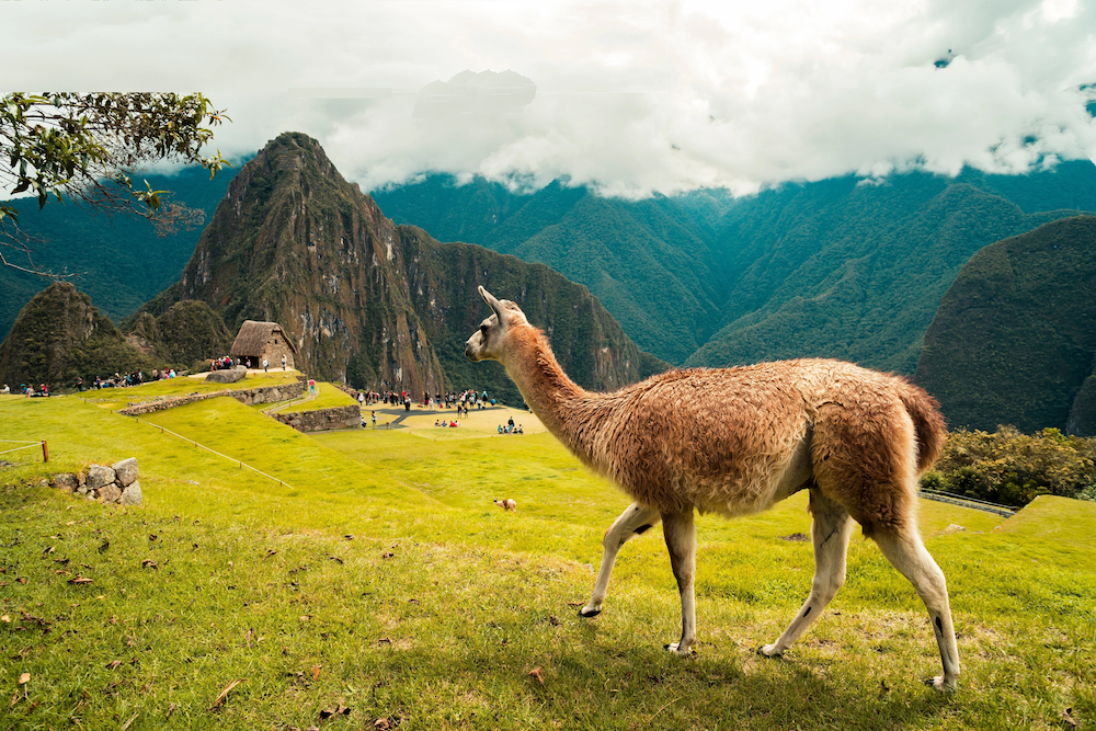 ¿Necesitas transferir a Perú?