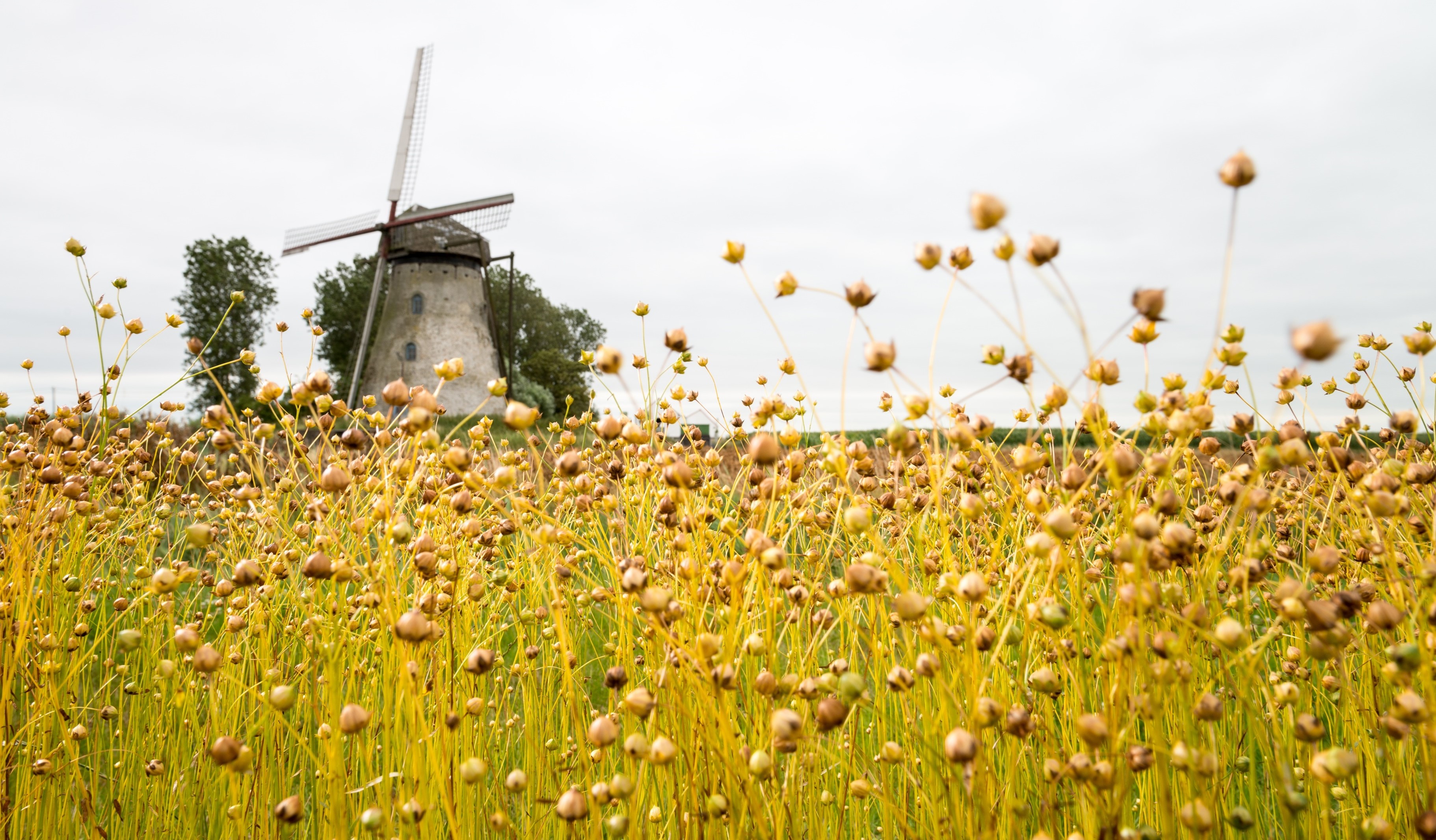 What is linen? Everything you need to know about linen fabric - Luftkuss  Atelier