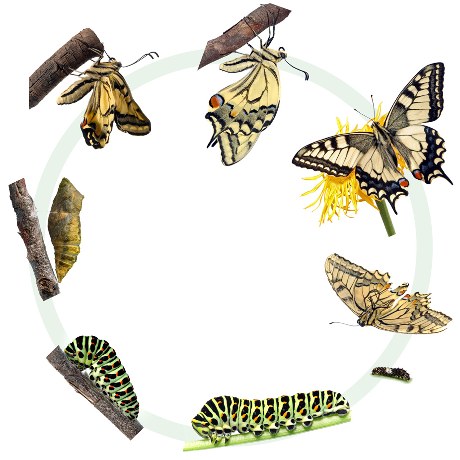 Lifecycle Butterfly