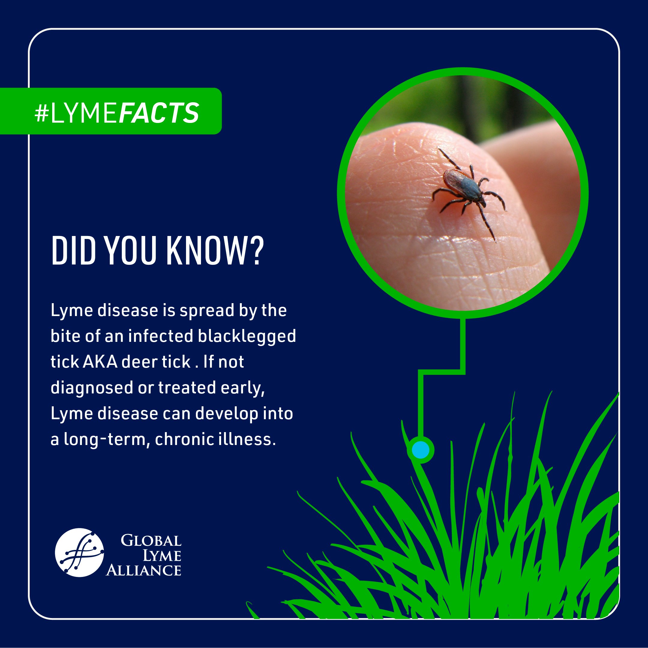how do you know if your dog has lyme disease