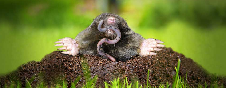 6 Interesting Facts About Moles in Lawns & How to Control Them in WI or MN