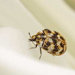 Are carpet beetles dangerous?