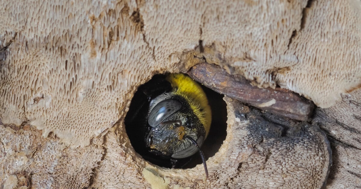 Can Male Carpenter Bees Sting You Picture Of Carpenter