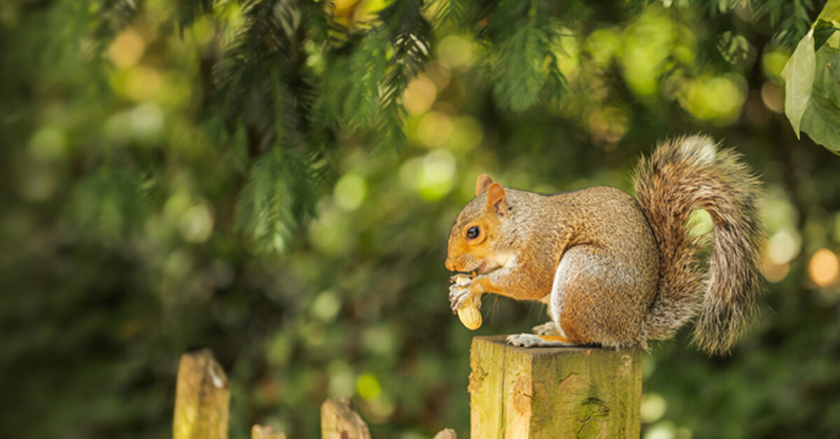 https://f.hubspotusercontent00.net/hubfs/6161105/blog-featured-images/squirrel-on-fence.jpg