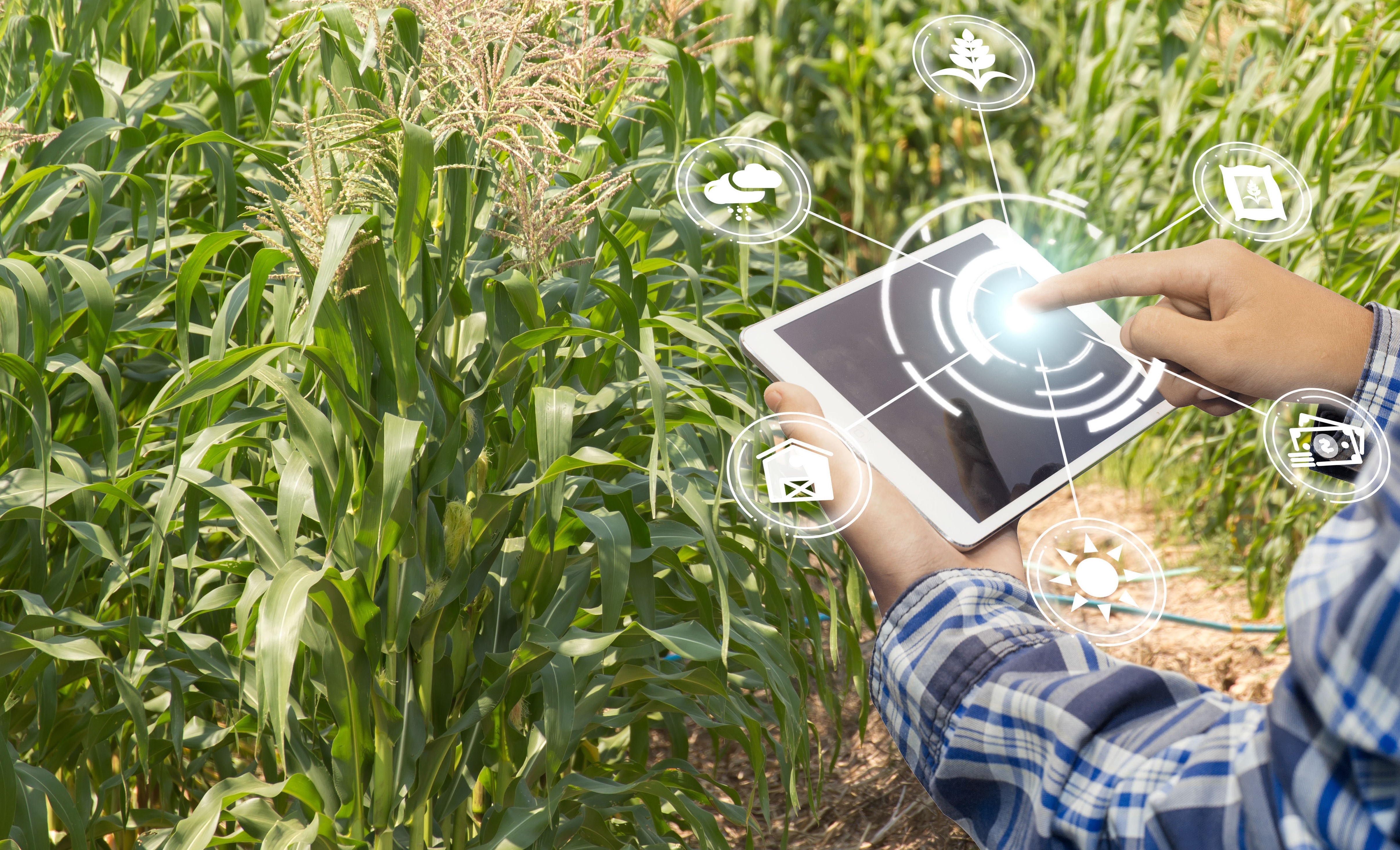 UM AGRICULTOR, BUSCANDO O AUMENTO DA PRODUTIVIDADE DE SUA ()