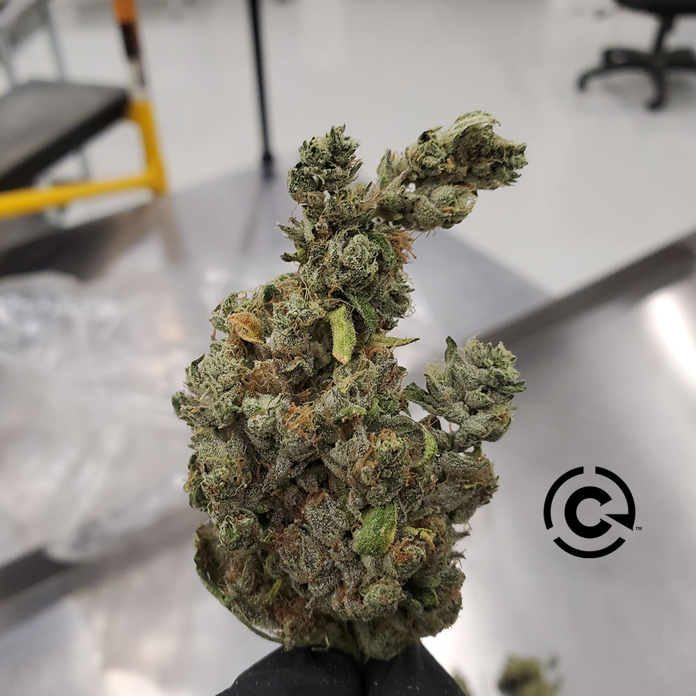 Get the 411 on the Way New Machines Revolutionized 420 Harvesting