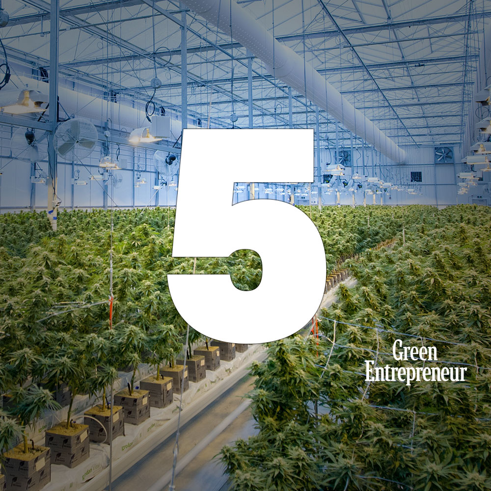 5 Reasons You Need To Automate Your Cannabis Business Right Now